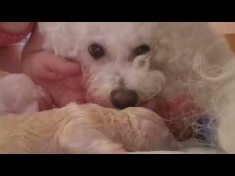 Видео: Рожаем дома. Сложные роды собаки. Порода Бишон Фризе. #Kennel_BrightStarDog #dog #puppy