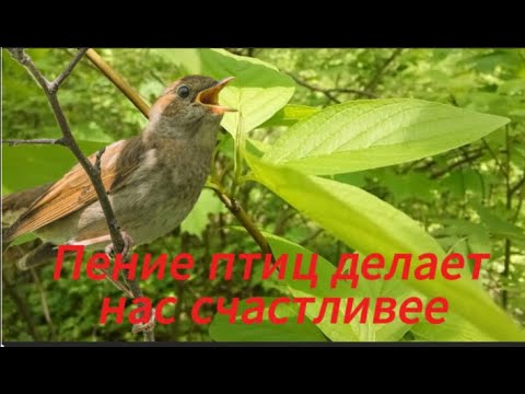 Видео: Райское Пение Птиц Делает Нас Счастливее –Снимает Стресс И Улучшает Настроение.ASMR
