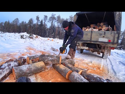 Видео: Заготовка дров. Бензопила Чемпион 241 после регулировки карбюратора, как она работает?