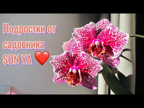 Видео: Подростки от SON YA 🦋🦋🦋