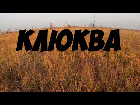 Видео: КЛЮКВА! ПОЕХАЛИ С ЖЕНОЙ НА БОЛОТА СОБИРАТЬ КЛЮКВУ. СБОР ЯГОДЫ ОСЕНЬЮ. МАРЬ ПОЛНА ЯГОДЫ!