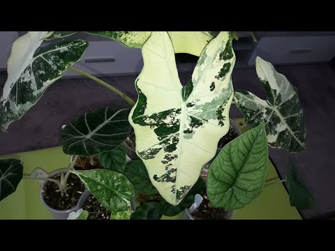 Видео: КОМНАТНЫЕ РАСТЕНИЯ(ЦВЕТЫ).НОВЫЕ СТАКАНЧИКИ.АЛОКАЗИИ.