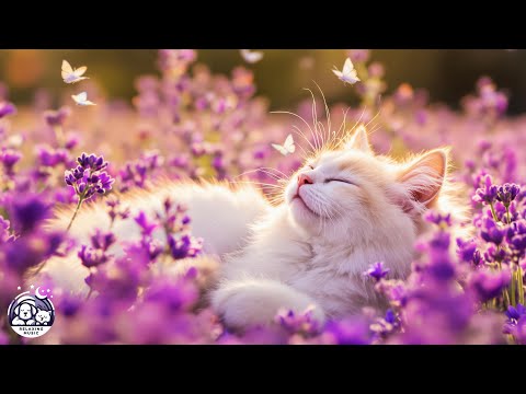 Видео: 12 часов успокаивающей музыки для беспокойных кошек 🐾 Уменьшает мяуканье, страх и беспокойство 🐾 ...