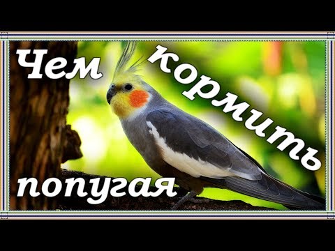 Видео: ЧЕМ ПРАВИЛЬНО КОРМИТЬ ПОПУГАЯ. Рацион моих попугаев корелл. Здоровое питание попугая.