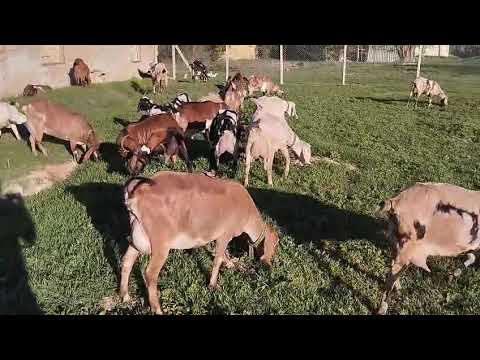 Видео: Идём на старую ферму доится. 