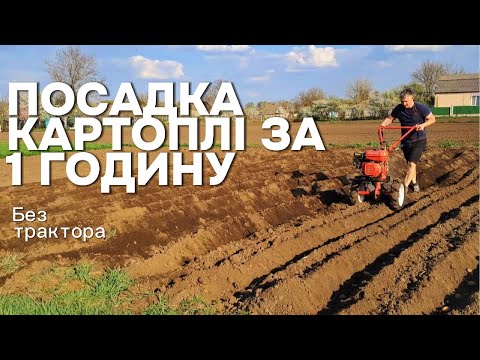 Видео: Посадка картоплі за 1 годину + смажена картопля