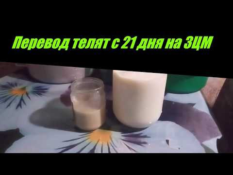 Видео: Как переводить телят с молока на ЗЦМ