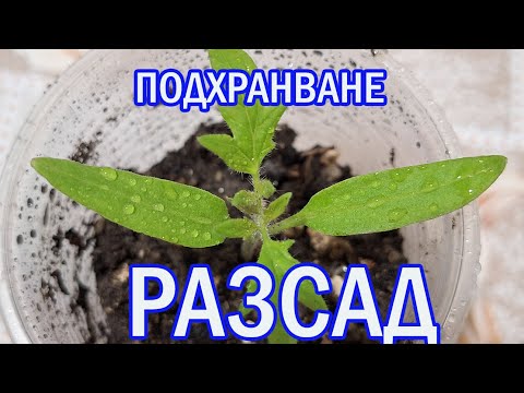 Видео: 10. Рассада – важное питание после пикировки