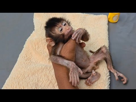 Видео: Этот новорожденный детеныш обезьяны борется за выживание уже 11 дней.