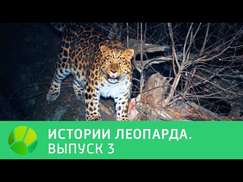 Видео: История леопарда. Выпуск 3 | Живая Планета