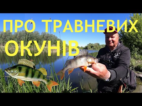 Видео: Весняний окунь на річці - весела риба, але не найпростіша ). Як підібрати розмір та колір приманки?