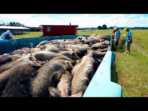Видео: Почему в США не едят диких кабанов? Ведь их там миллионы!