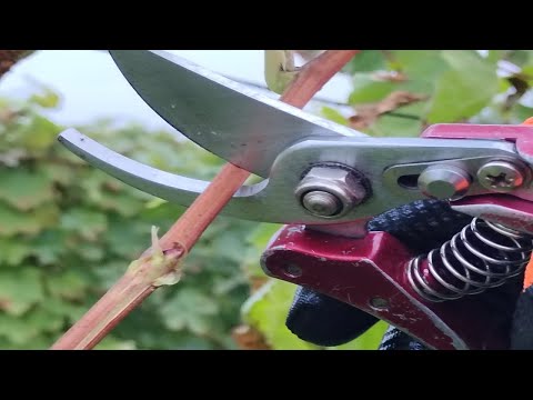 Видео: Обрезка старого, запущенного куста винограда осенью. Pruning an old, neglected vine bush in autumn