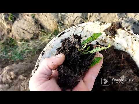 Видео: Агрус.  Як з одного куща зробити сто.