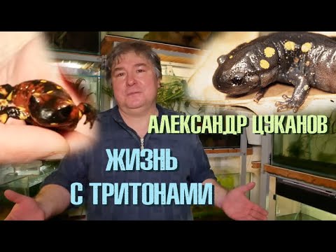 Видео: Гуляем по коллекции КРУТЕЙШИХ тритонов!