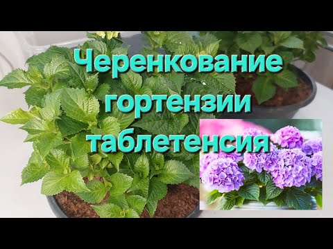 Видео: Черенкование Таблетензии.Ньюансы нарезки черенков.              #гортензии