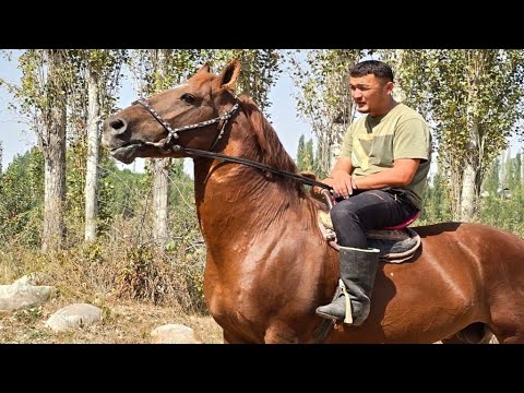 Видео: Германды Жеткен Алат Ат экен✊️