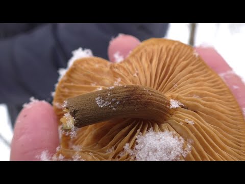 Видео: Зимой по грибы! НАБРАЛИ КОРЗИНУ ГРИБОВ В ДЕКАБРЕ!