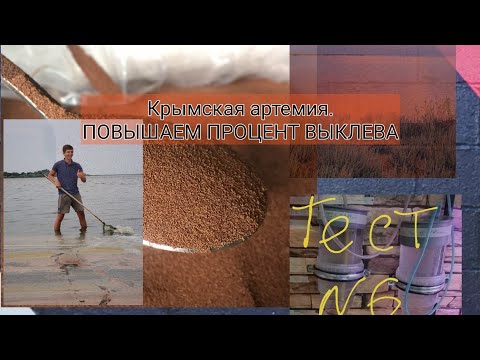 Видео: Крымская артемия. Повышаем процент выклева.