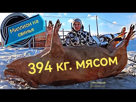 Видео: 394 килограмм мясом. Мясная порода свиней ландрас!