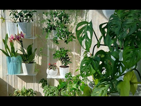 Видео: Кімнатні рослини весна 2023 частина 2