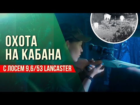 Видео: Девушка против кабана. Первая охота Кристины  с  Лосем 9,6/53 Lancaster