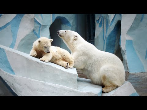 Видео: Медвежата Белка и Стрелка очень сильно рассердили маму Герду.