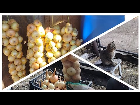 Видео: Лук - три способа хранения