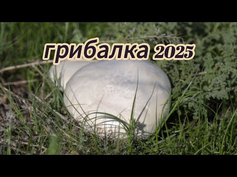 Видео: Первые шампиньоны ГРИБАЛКА МАЛАЙСАРЫ