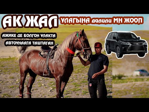 Видео: АВТОУНААГА🚘 таштаган🤩 ЗАМАН акенин “ АК ЖАЛЫ “ 🐎сатууга чыкты! 👍🏻