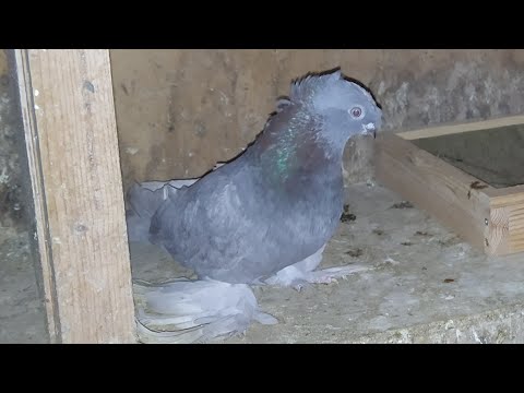 Видео: Про голубей, ответы на вопросы!