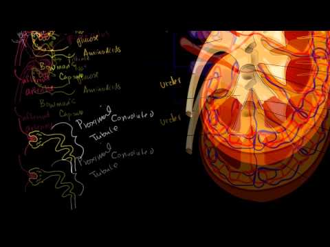 Видео: Бөөр ба нефрон