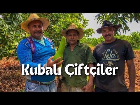 Видео: СКОЛЬКО ДОЛЛАРОВ зарабатывают фермеры на Кубе? Что фермеры говорят о кубинском сельском хозяйстве