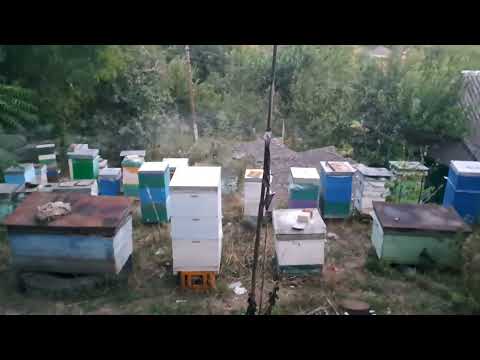 Видео: Аналіз  маток  від Єгошина,  Бабенка,  з Гадяча.....