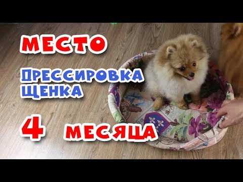 Видео: 🐾 Дрессировка щенка.  Команда МЕСТО. Щенку 4 месяца