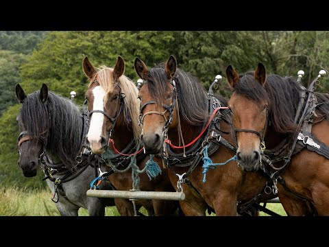 Видео: Наша жизнь с рабочими лошадьми!