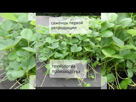 Видео: Саженцы Клубники с потенциалом на урожайность
