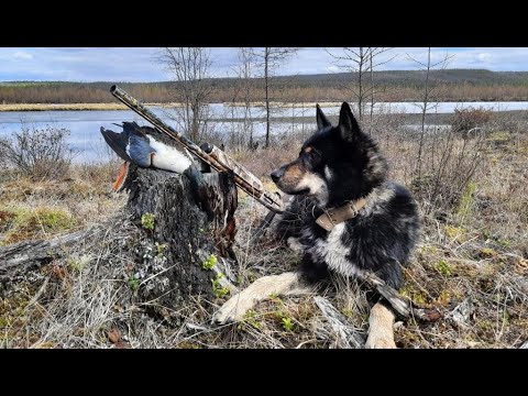Видео: Весенняя охота на Вилюйских заливах