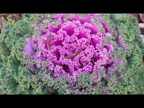 Видео: ПРИБИТІ МОРОЗОМ ТА ВСЕ ЩЕ ТАКІ ПРЕКРАСНІ.КВІТНИК НА КІНЕЦЬ ОСЕНІ