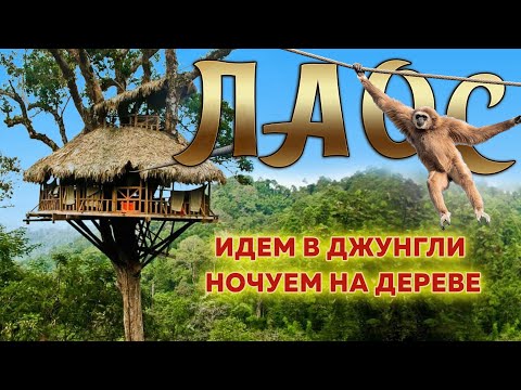 Видео: Большой поход в джунгли Лаоса на 2 дня. Ночуем на дереве. #лаос #джунгли #приключениявлаосе