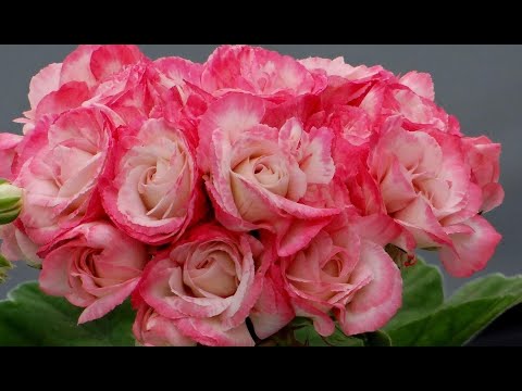 Видео: Раскрываю секреты шапочного яркого цветения Герани! Лучший способ выращивания герани зимой