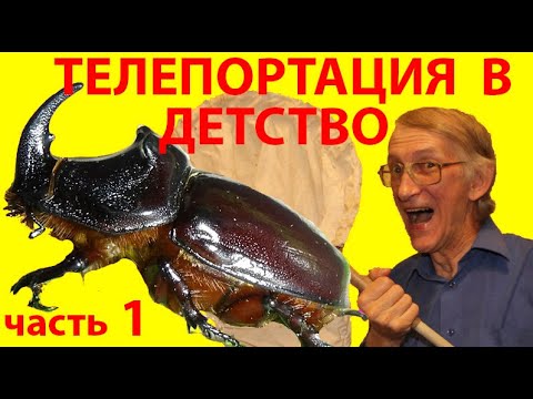 Видео: Насекомые в Детстве. ЧАСТЬ-1. Детство и Коллекция Насекомых. Дневники Наблюдений за  Насекомыми.