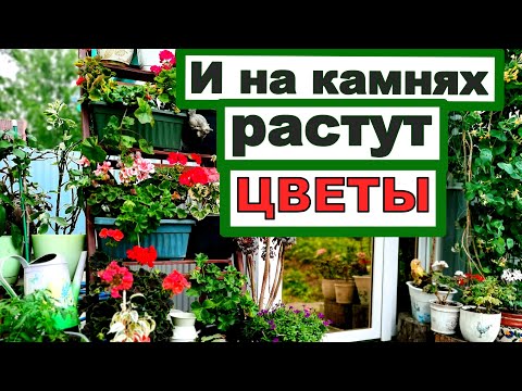Видео: ГОРШЕЧНЫЙ САДИК на одном квадратном метре плитки. И на камнях растут цветы!