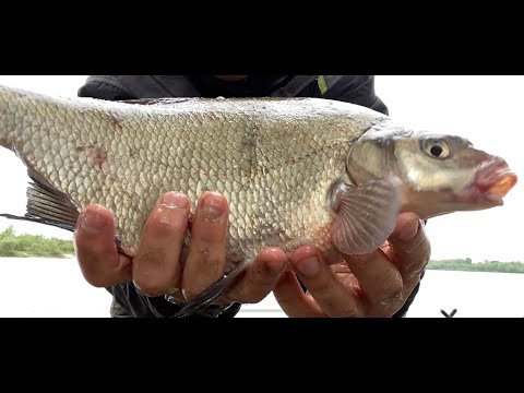 Видео: С болонкой на реке (за лещом)