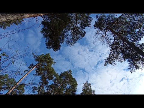 Видео: Утро ☀️ Цигун ☯️ Тайцзи в прямом эфире! Регулярные  занятия занятия !