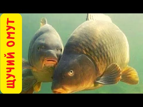 Видео: ЛОВЛЯ КАРПА ЗИМОЙ НА МОРМЫШКУ