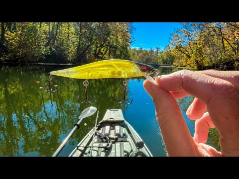 Видео: Эта приманка доминирует при ловле на реке Фолл-Ривер