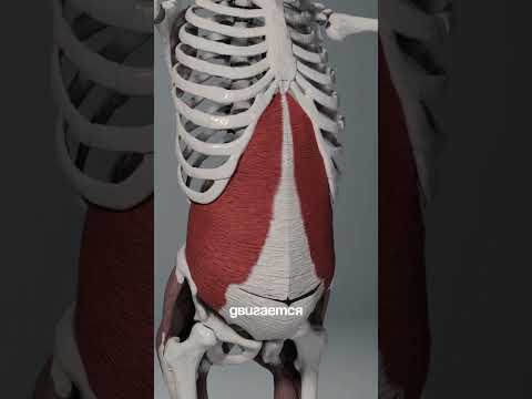 Видео: НЕдооцененное и простое упражнение, которое рекомендуют остеопаты и врачи для подтянутого живота