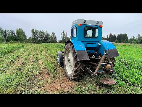 Видео: Т-40 / Покос Ботвы 2025 