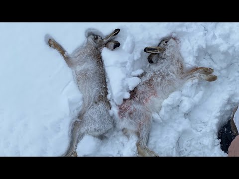 Видео: 3 трофея.Охота одного дня на зайца и лису 2025.#hunting#дичь#охота#заяц#лиса#wildlife#animals